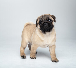 Funny pug puppy in the studio on a white background.
Pug in the studio posing.
Beautiful purebred...