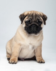 Funny pug puppy in the studio on a white background.
Pug in the studio posing.
Beautiful purebred puppy.
Funny puppy with a black muzzle poses.
Photo session of a pug in the studio 