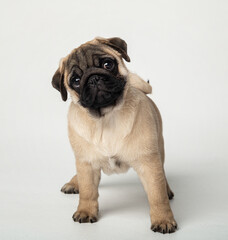 Funny pug puppy in the studio on a white background.
Pug in the studio posing.
Beautiful purebred...