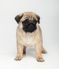 Funny pug puppy in the studio on a white background.
Pug in the studio posing.
Beautiful purebred...