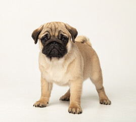Funny pug puppy in the studio on a white background.
Pug in the studio posing.
Beautiful purebred puppy.
Funny puppy with a black muzzle poses.
Photo session of a pug in the studio 