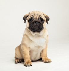 Funny pug puppy in the studio on a white background.
Pug in the studio posing.
Beautiful purebred...