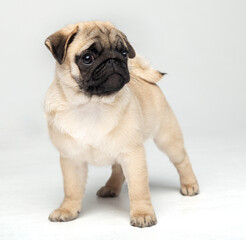 Funny pug puppy in the studio on a white background.
Pug in the studio posing.
Beautiful purebred puppy.
Funny puppy with a black muzzle poses.
Photo session of a pug in the studio 
