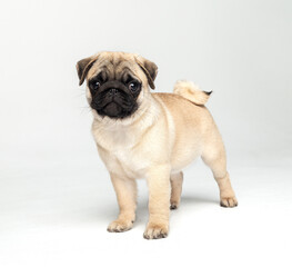 Funny pug puppy in the studio on a white background.
Pug in the studio posing.
Beautiful purebred...