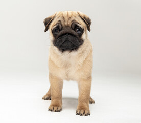 Funny pug puppy in the studio on a white background.
Pug in the studio posing.
Beautiful purebred puppy.
Funny puppy with a black muzzle poses.
Photo session of a pug in the studio 