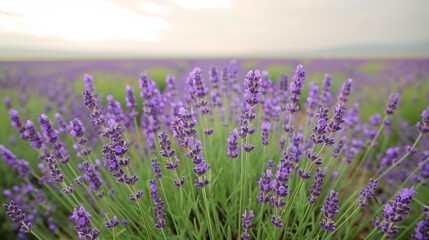 Obraz premium /imagine A picturesque view of a lavender field in full bloom, stretching as far as the eye can see. The vibrant purple flowers contrast beautifully with the green stems and the soft