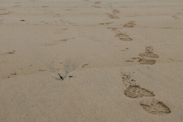 Shoe prints in wet sand