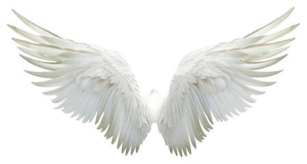 Obraz premium PNG White wings bird white background mid-air