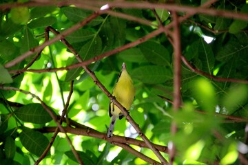 ave ferreirinho relógio - Todirostrum cinereum   