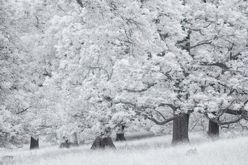 Infrared wood land cornwall uk 