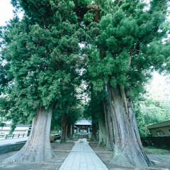 河口浅間神社の山道