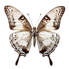 White and Brown Realistic Butterfly – Isolated on Transparent Background