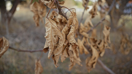 Close-up of dried brown leaves on a tree branch signaling autumn in murcia, spain.