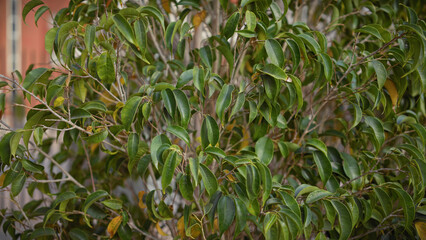 Lush foliage of a ficus macrophylla, commonly known as the moreton bay fig tree, in murcia, spain.