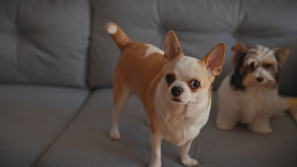 A curious chihuahua and a watchful yorkie pose together on a gray sofa indoors, embodying pet companionship.