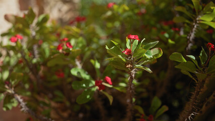 Close-up of the tropical euphorbia milii, crowned with vibrant red flowers amid thorny stems.