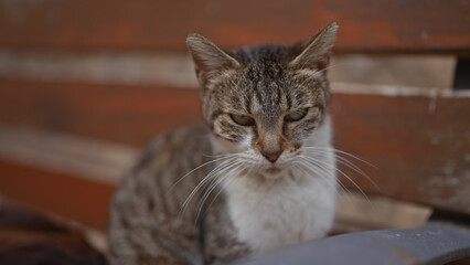 Close-up of a thoughtful domestic cat sitting against a blurred brick background, exuding calmness.