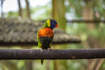 Rainbow lorikeet parrot in Kuala Lumpur Birds Park, Malaysia