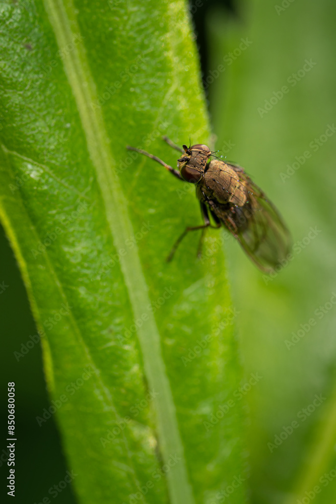 Sticker a fly on a green leaf.