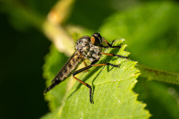 A fly on a green leaf.
