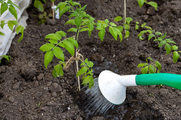 Watering seedling tomato plant in greenhouse garden