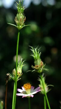 Cosmos caudatus, or king's salad, is an annual plant with purple, pink, or white ray florets. It's closely related to the ulam raja or bunga kenikir.