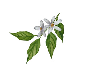 Watercolor lemon blossom branch. Botanical flower branch illustration.