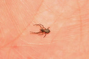 xysticus kochi spider macro photo