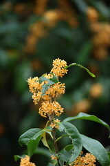 ほんのり甘い香りの花