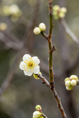 白い梅の花