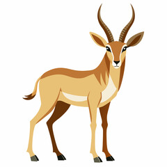 Oryx gazelle isolated on white background