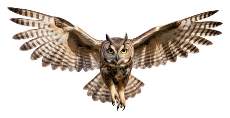 PNG Owl animal flying bird.