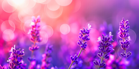 Fototapeta premium Fragrant lavender flowers blooming in a picturesque meadow, bathed in soft sunlight. A beautiful background for design projects, advertisements, and seasonal themes.. Text space