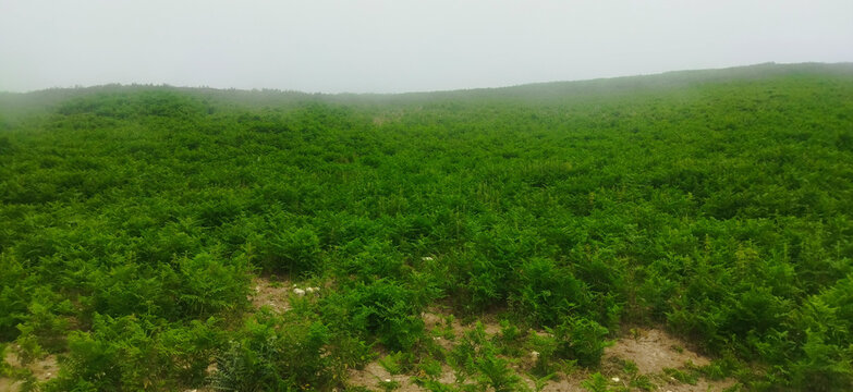 iran, masal, a vast, lush green field under a hazy sky. The field appears to be covered in tall, dense grass.