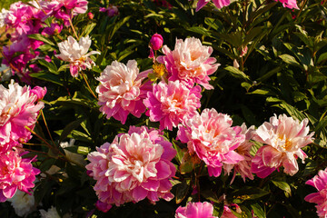 Lot of beautiful lush bicolor pink white peonies with a yellow center on bush on sunny day. Horticulture or farm field of herbaceous peonies. © Olha