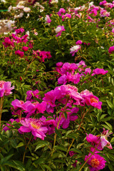 A lot of colorfull magenta, pink and white peonies bushes in full bloom in the garden or park. Horticulture or farm field of herbaceous peonies.