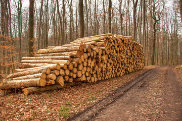 deforestation, cut down trees lie in a stack in the forest, collecting firewood	