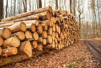 deforestation, cut down trees lie in a stack in the forest, collecting firewood	