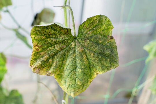 Ccumber plants infected by Whitefly - dry dark leafs.