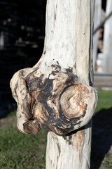 Big tree burl formed on a bark. Cleaned wood.