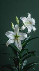 Naklejka premium Delicate white lilies set against a rich dark green background, emanating a sense of purity and tranquility. Floral background.