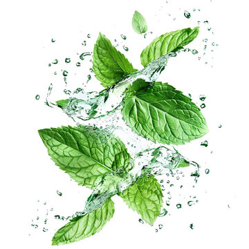 Fresh green mint leaves splashing with water, cut out