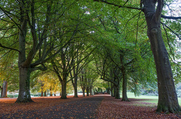 Allee im Herbst