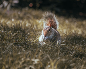 Squirrel eating amongst the grass