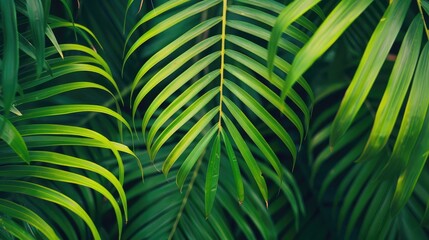 Close-up of overlapping tropical palm leaves creating a natural pattern