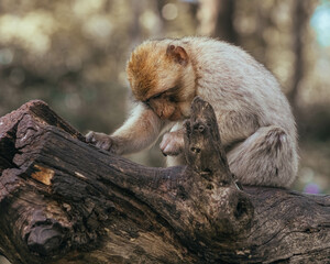 Macaque Monkeys at Play