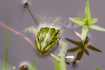 Frosch im Gartenteich