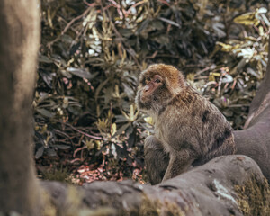 Macaque Monkeys at Play
