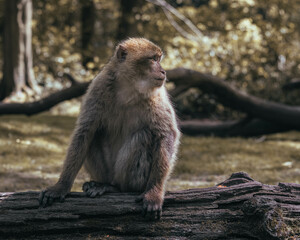 Macaque Monkeys at Play