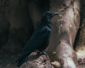 Raven sitting on a log